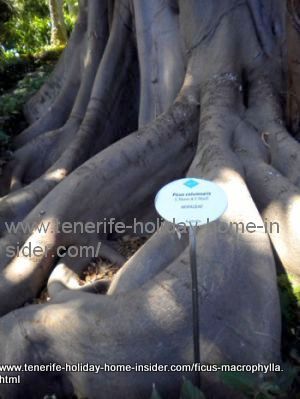 macrophylla fig trunk