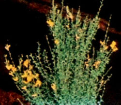 Monk broom Teline Salsoloides