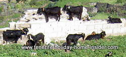 Goats standing on walls inTenerife Spain
