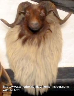 Mufflon hunting trophy from the Tenerife Canadas