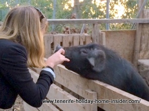 A native Tenerife black pig