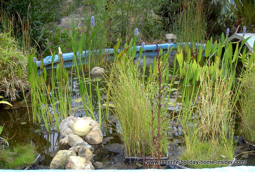 Natural pond in  Icod de los Vinos of Tenerife