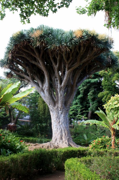 Dragon Tree Dracaena Marginata Drago Milenario And Others