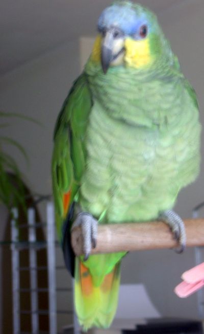 Parrot conservation Wolfgang Kiessling Loro Park Puerto de la Cruz where Orchas shows are now history.