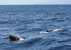 Pilot whale blows
