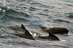 Pilot whale group