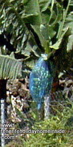 Plasctic protected bananas Tenerife