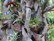 Puerto Cruz Botanic Gardens tilandsias