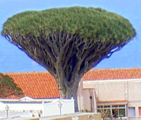 2nd oldest Tenerife dragon tree on top of Calle Cruz Verde in front of a cemetery above the ashes of a venerable San Franciscan convent