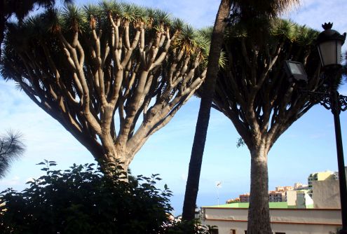 Realejo Bajo Twin Dragons