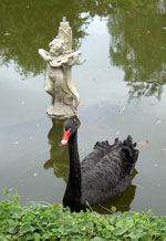 Red beak swan at Risco Bello Tenerife natural pool