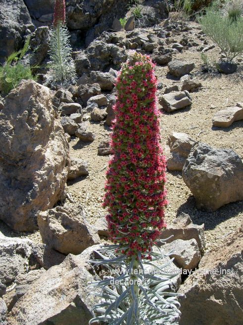 Red Tajinaste the Wildpret flora with silver green leaves at the Portillo Visitors Center the invisible Cañadas gate.