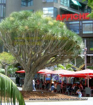 Restaurante El Aguila C/Valentin Sanz Plaza Alfarez Provisionales Santa Cruz
