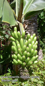 Ripe bananas on a stem