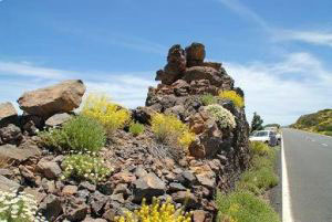 Natural rockery with wild daisies of Teide