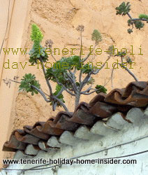 Roof plants assumed to be roof leeks