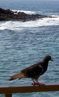 Seagull at the beach of Los Silos of Tenerife.