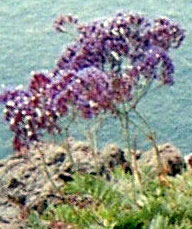 Sea lavender endemic Tenerife Lumbago plant