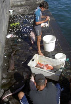 Shark fishing Puerto de la Cruz Tenerife Spain