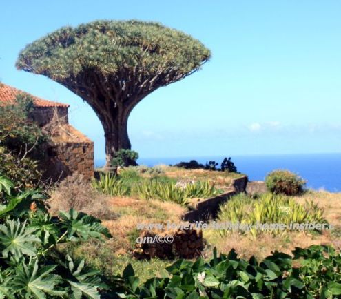 Dragon Tree Dracaena Marginata Drago Milenario And Others