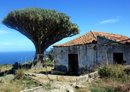 The legendary centuries old Siete Fuentes Dragon tree with abandoned hacienda from XVII by that name at San Agustin of Realejos.