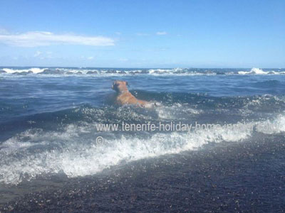 Swimming dog in Atlantic waters