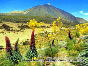 Tenerife at its best with Tajinastes in spring