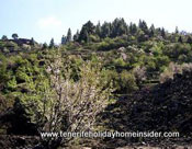 Tenerife almond blossoms in volcanic landscapes