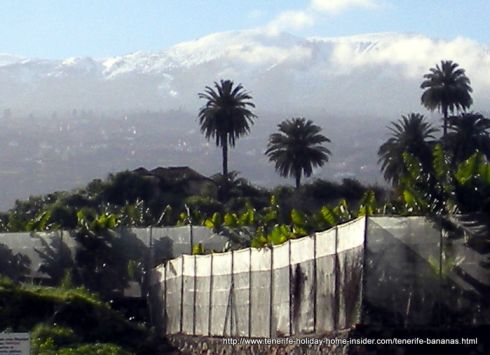 Tenerife banana plantation Toscal Longuera in Los Portreros by the Olympic stadium