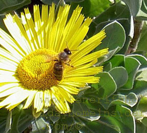 Tenerife bee on wild daisy