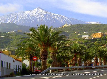 Tenerife climate contrasts depicted by a palm avenue near Icod de los Vinos with a snow capped Teide behind.