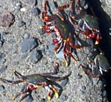 Tenerife canibalistic cetaceans Puerto de la Cruz