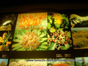 Tenerife flora of museum studies