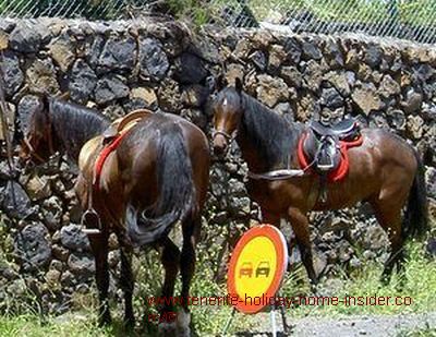 Tenerife horses by Augamansa