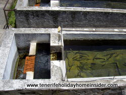 Trouts in smaller basin for baby trouts to be fattened