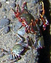 Yellow legged and red legged Crustaceans of Tenerife North.