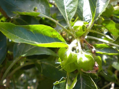 Whitania aristata shrub or small tree at la Casona of Realejos.