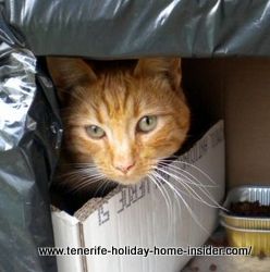 Wild tomcat of C/Jasmin of La Longuera Toscal