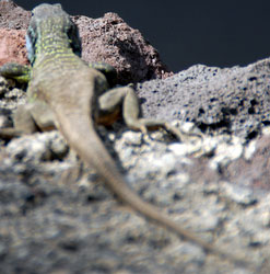 wildlife wall lizard in Tenerife