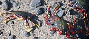 Yellow legged crustacean